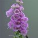 Foxglove 280609